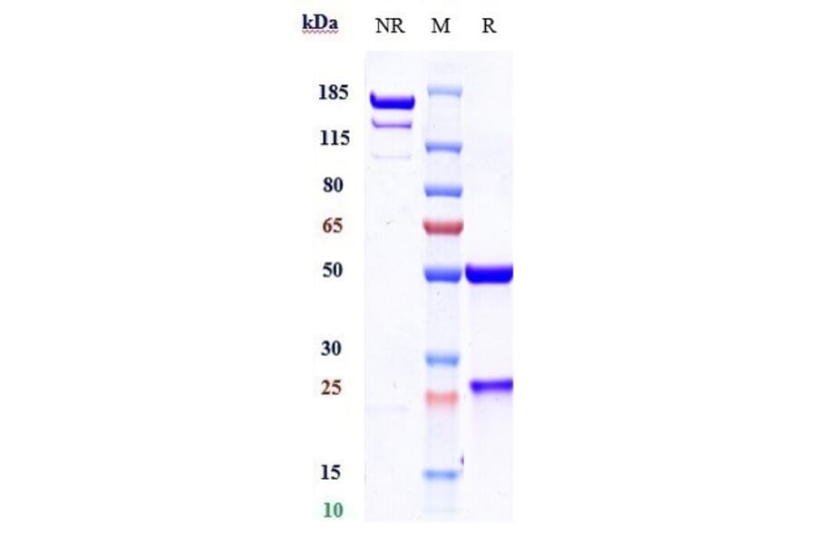 SDS-PAGE - Cosibelimab Biosimilar - Anti-PD-L1 Antibody - Low endotoxin, Azide free (A323371) - Antibodies.com