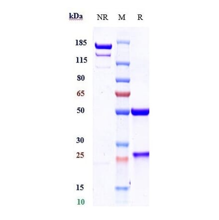 SDS-PAGE - Cosibelimab Biosimilar - Anti-PD-L1 Antibody - Low endotoxin, Azide free (A323371) - Antibodies.com