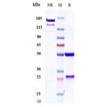 SDS-PAGE - Cosibelimab Biosimilar - Anti-PD-L1 Antibody - Low endotoxin, Azide free (A323371) - Antibodies.com