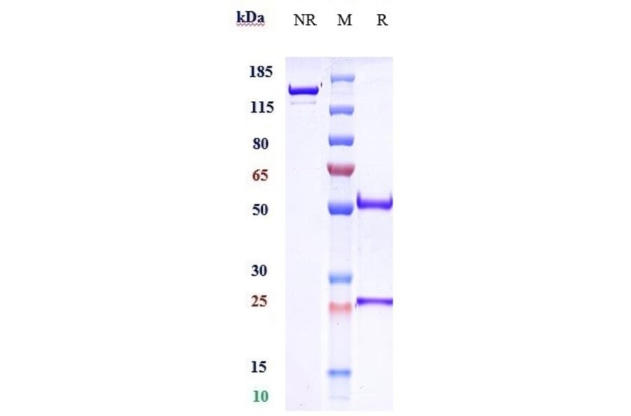 SDS-PAGE - Crenezumab Biosimilar - Anti-beta Amyloid Antibody - Low endotoxin, Azide free (A323372) - Antibodies.com