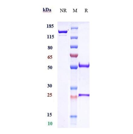 SDS-PAGE - Crenezumab Biosimilar - Anti-beta Amyloid Antibody - Low endotoxin, Azide free (A323372) - Antibodies.com