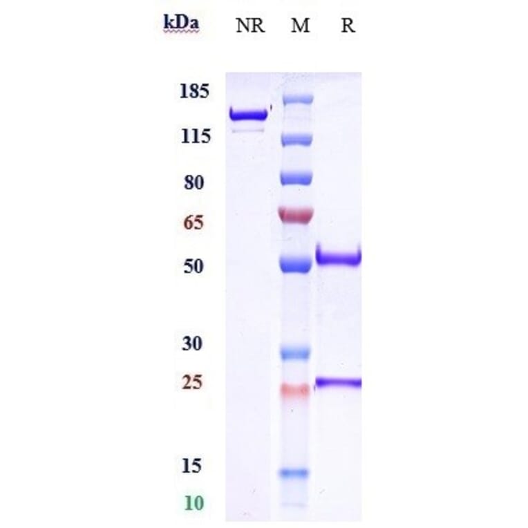 SDS-PAGE - Crenezumab Biosimilar - Anti-beta Amyloid Antibody - Low endotoxin, Azide free (A323372) - Antibodies.com