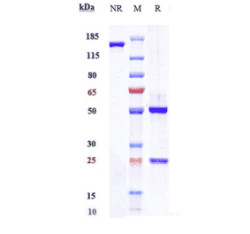 SDS-PAGE - Crizanlizumab Biosimilar - Anti-CD62P Antibody - Low endotoxin, Azide free (A323373) - Antibodies.com