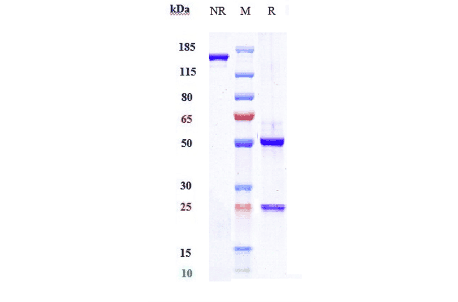 SDS-PAGE - Crizanlizumab Biosimilar - Anti-CD62P Antibody - Low endotoxin, Azide free (A323373) - Antibodies.com