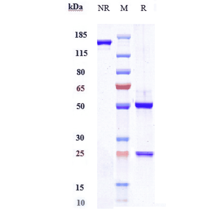 SDS-PAGE - Crizanlizumab Biosimilar - Anti-CD62P Antibody - Low endotoxin, Azide free (A323373) - Antibodies.com