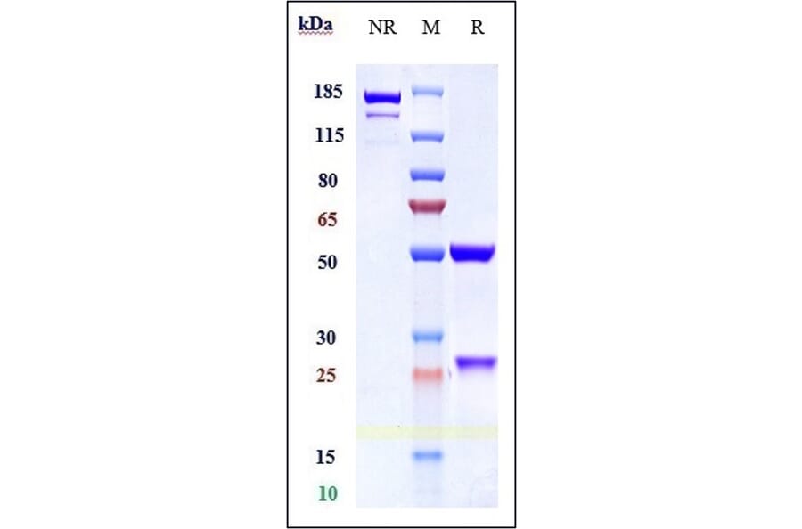 SDS-PAGE - Crotedumab Biosimilar - Anti-Glucagon Receptor Antibody - Low endotoxin, Azide free (A323374) - Antibodies.com