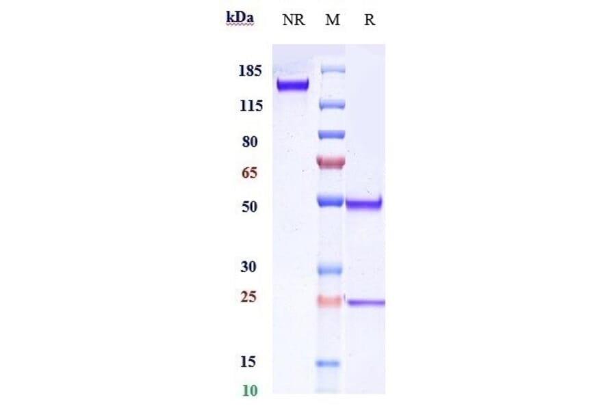 SDS-PAGE - Crovalimab Biosimilar - Anti-C5 Antibody - Low endotoxin, Azide free (A323375) - Antibodies.com