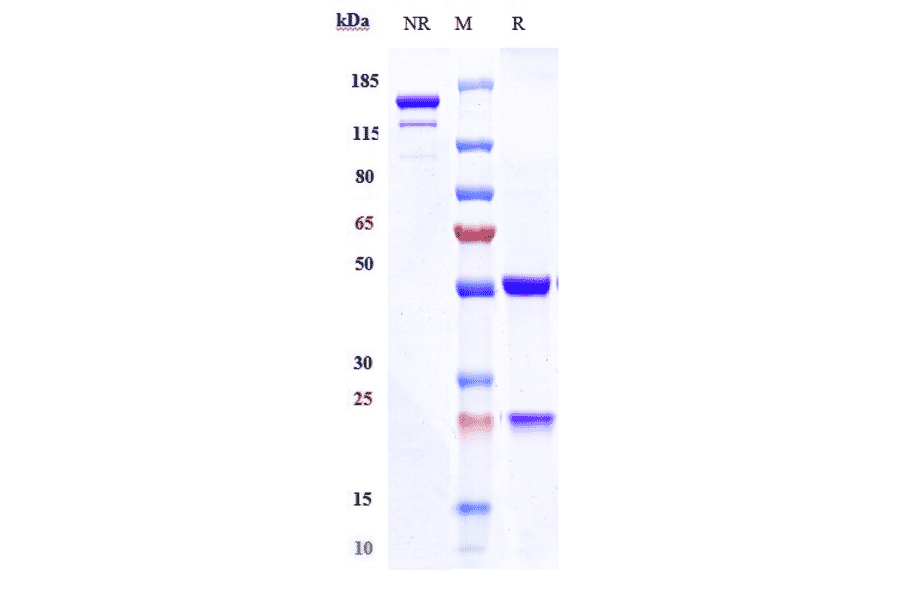 SDS-PAGE - Cusatuzumab Biosimilar - Anti-CD70 Antibody - Low endotoxin, Azide free (A323377) - Antibodies.com