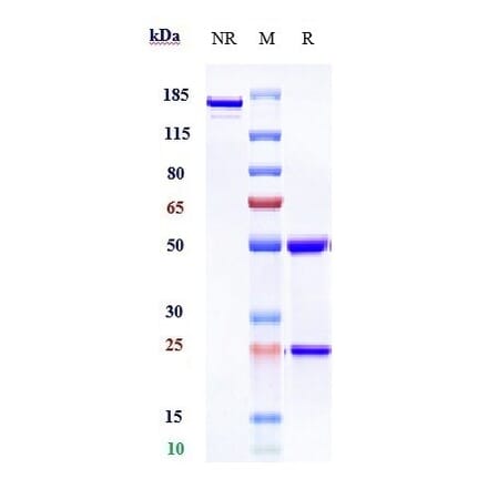 SDS-PAGE - Dacetuzumab Biosimilar - Anti-CD40 Antibody - Low endotoxin, Azide free (A323378) - Antibodies.com