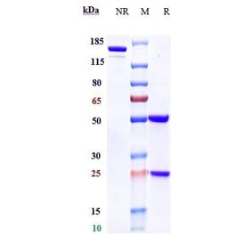 SDS-PAGE - Daratumumab Biosimilar - Anti-CD38 Antibody - Low endotoxin, Azide free (A323382) - Antibodies.com