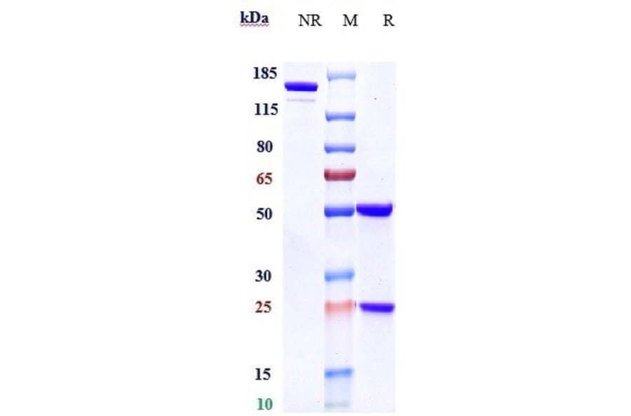 SDS-PAGE - Daratumumab Biosimilar - Anti-CD38 Antibody - Low endotoxin, Azide free (A323382) - Antibodies.com
