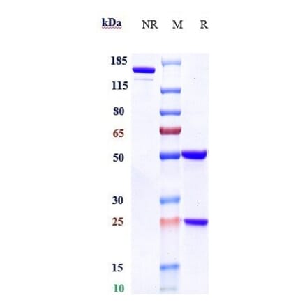 SDS-PAGE - Daratumumab Biosimilar - Anti-CD38 Antibody - Low endotoxin, Azide free (A323382) - Antibodies.com