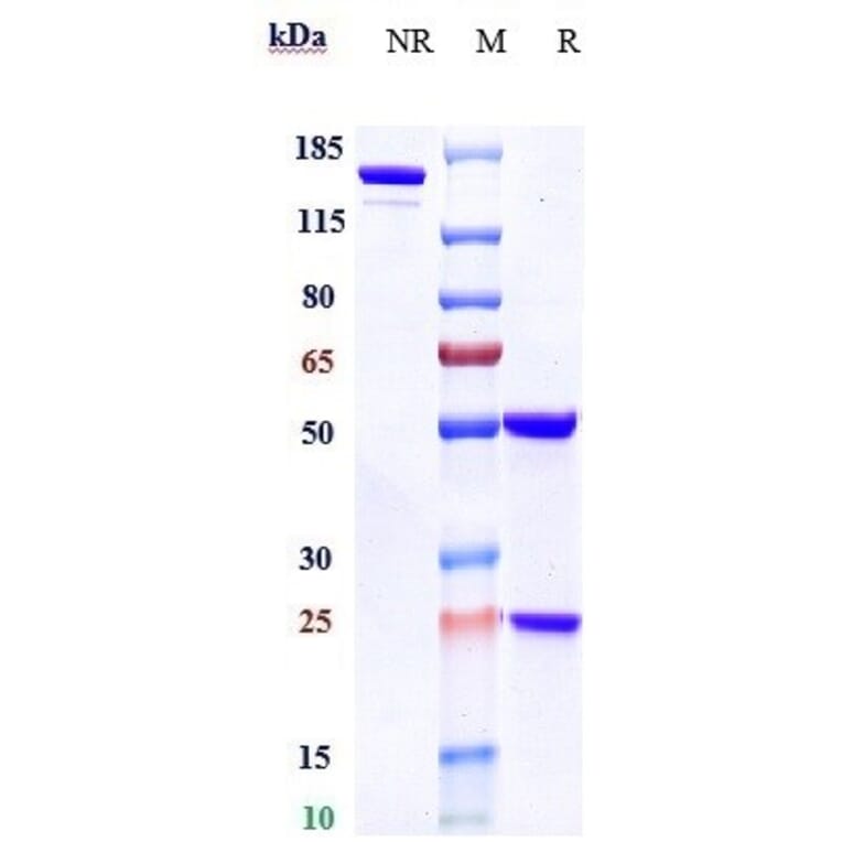 SDS-PAGE - Daratumumab Biosimilar - Anti-CD38 Antibody - Low endotoxin, Azide free (A323382) - Antibodies.com