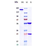 SDS-PAGE - Daratumumab Biosimilar - Anti-CD38 Antibody - Low endotoxin, Azide free (A323382) - Antibodies.com