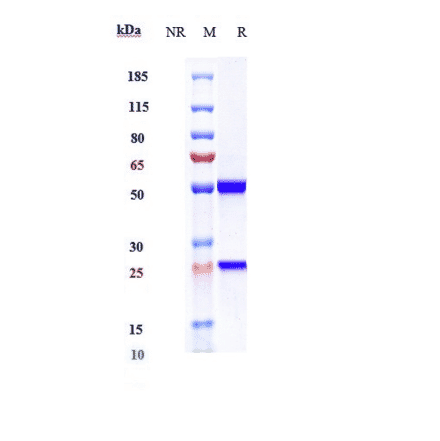 SDS-PAGE - Dectrekumab Biosimilar - Anti-IL-13 Antibody - Low endotoxin, Azide free (A323385) - Antibodies.com