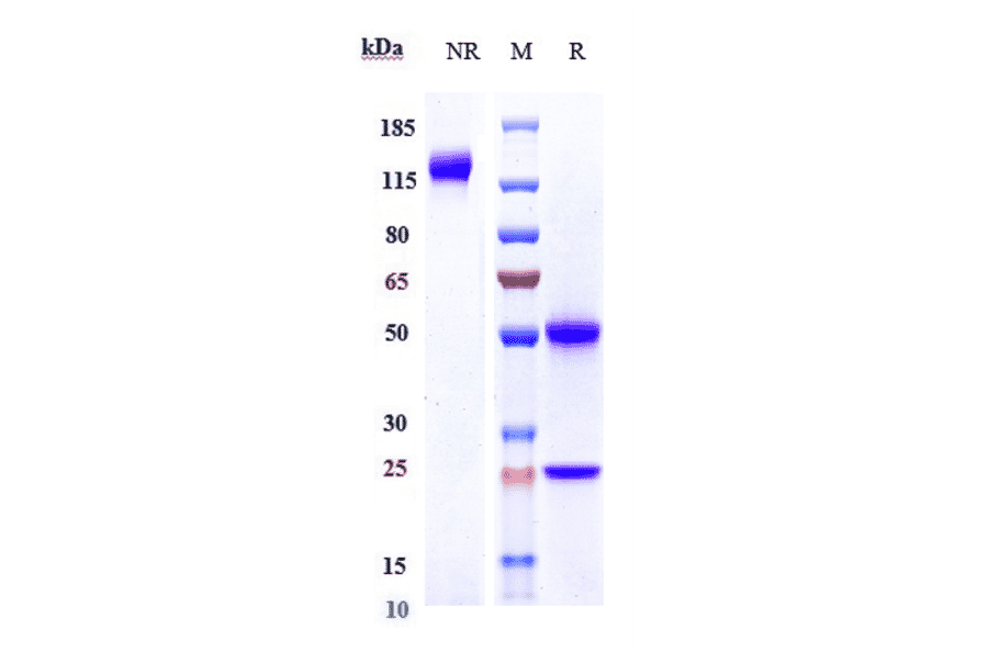 SDS-PAGE - Demcizumab Biosimilar - Anti-DLL4 Antibody - Low endotoxin, Azide free (A323386) - Antibodies.com