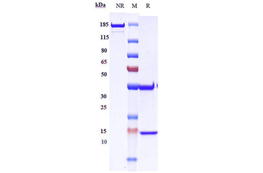 SDS-PAGE - Demupitamab Biosimilar - Anti-EGFR Antibody - Low endotoxin, Azide free (A323387) - Antibodies.com