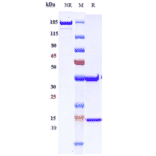 SDS-PAGE - Demupitamab Biosimilar - Anti-EGFR Antibody - Low endotoxin, Azide free (A323387) - Antibodies.com