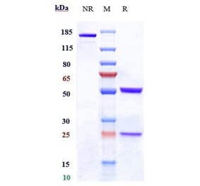 SDS-PAGE - Denintuzumab Biosimilar - Anti-CD19 Antibody - Low endotoxin, Azide free (A323388) - Antibodies.com