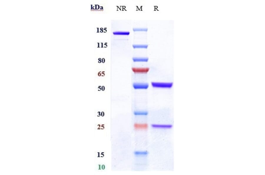 SDS-PAGE - Denintuzumab Biosimilar - Anti-CD19 Antibody - Low endotoxin, Azide free (A323388) - Antibodies.com