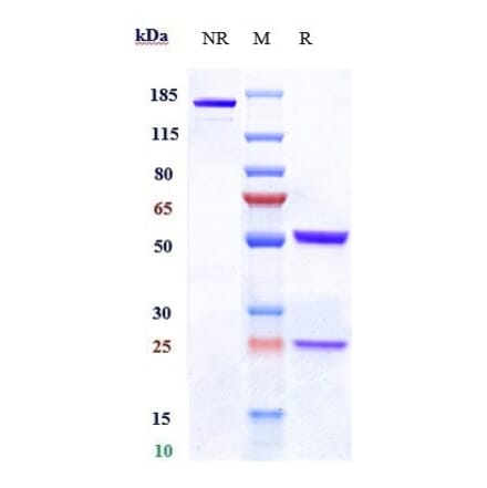 SDS-PAGE - Denintuzumab Biosimilar - Anti-CD19 Antibody - Low endotoxin, Azide free (A323388) - Antibodies.com