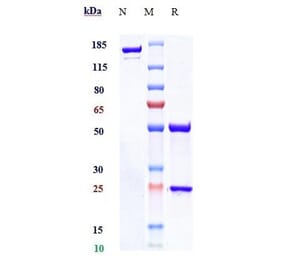 SDS-PAGE - Denosumab Biosimilar - Anti-RANKL Antibody - Low endotoxin, Azide free (A323389) - Antibodies.com