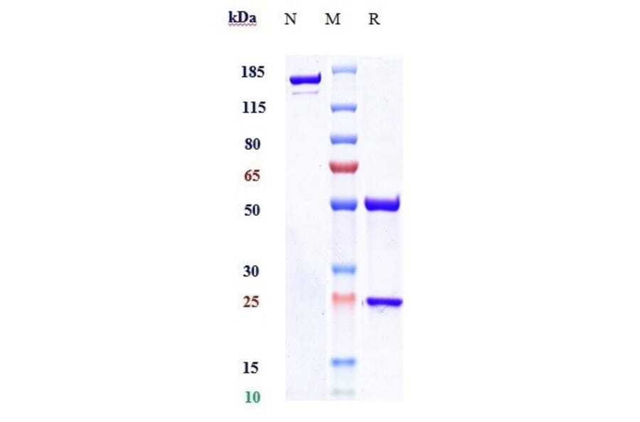SDS-PAGE - Denosumab Biosimilar - Anti-RANKL Antibody - Low endotoxin, Azide free (A323389) - Antibodies.com