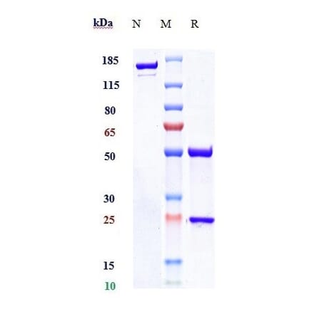 SDS-PAGE - Denosumab Biosimilar - Anti-RANKL Antibody - Low endotoxin, Azide free (A323389) - Antibodies.com