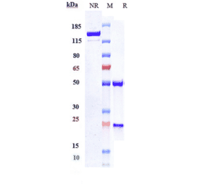 SDS-PAGE - Depatuxizumab Biosimilar - Anti-EGFR Antibody - Low endotoxin, Azide free (A323391) - Antibodies.com