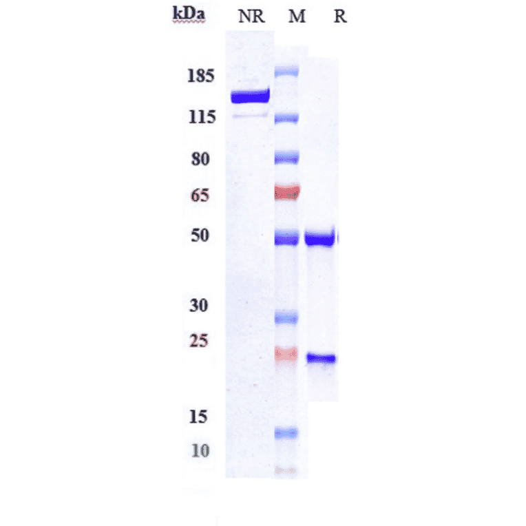 SDS-PAGE - Depatuxizumab Biosimilar - Anti-EGFR Antibody - Low endotoxin, Azide free (A323391) - Antibodies.com