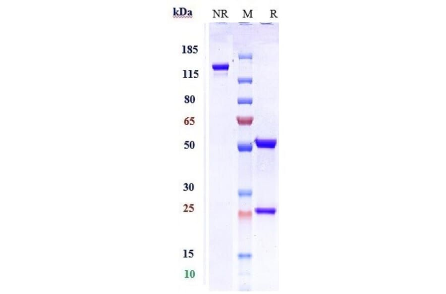 SDS-PAGE - Depemokimab Biosimilar - Anti-IL-5 Antibody - Low endotoxin, Azide free (A323392) - Antibodies.com