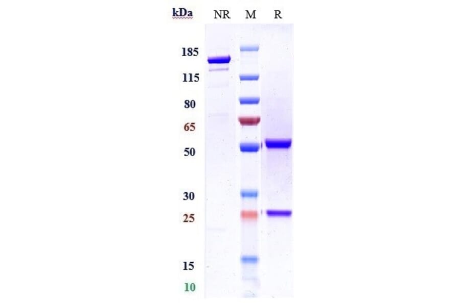 SDS-PAGE - Derlotuximab Biosimilar - Anti-Histone H1 Antibody - Low endotoxin, Azide free (A323393) - Antibodies.com