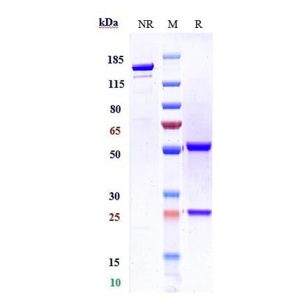 SDS-PAGE - Derlotuximab Biosimilar - Anti-Histone H1 Antibody - Low endotoxin, Azide free (A323393) - Antibodies.com