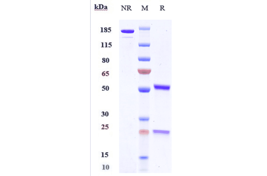 SDS-PAGE - Dezamizumab Biosimilar - Anti-Serum Amyloid P Antibody - Low endotoxin, Azide free (A323394) - Antibodies.com