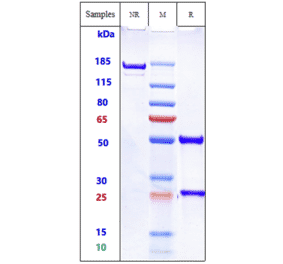SDS-PAGE - Dinutuximab Biosimilar - Anti-Ganglioside GD2 Antibody - Low endotoxin, Azide free (A323395) - Antibodies.com