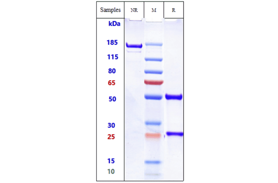SDS-PAGE - Dinutuximab Biosimilar - Anti-Ganglioside GD2 Antibody - Low endotoxin, Azide free (A323395) - Antibodies.com
