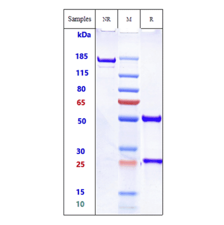 SDS-PAGE - Dinutuximab Biosimilar - Anti-Ganglioside GD2 Antibody - Low endotoxin, Azide free (A323395) - Antibodies.com