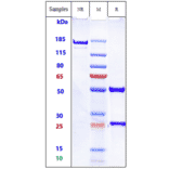 SDS-PAGE - Dinutuximab Biosimilar - Anti-Ganglioside GD2 Antibody - Low endotoxin, Azide free (A323395) - Antibodies.com