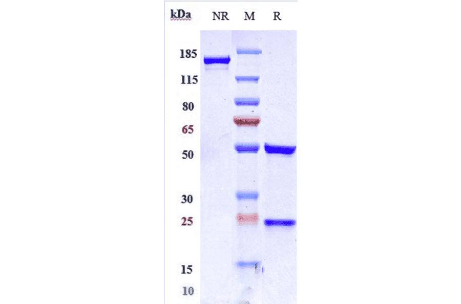 SDS-PAGE - Disitamab Biosimilar - Anti-ErbB2/HER2 Antibody - Low endotoxin, Azide free (A323397) - Antibodies.com