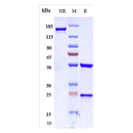 SDS-PAGE - Disitamab Biosimilar - Anti-ErbB2/HER2 Antibody - Low endotoxin, Azide free (A323397) - Antibodies.com