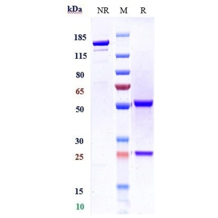 SDS-PAGE - Divozilimab Biosimilar - Anti-CD20 Antibody - Low endotoxin, Azide free (A323398) - Antibodies.com