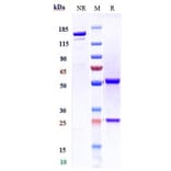 SDS-PAGE - Divozilimab Biosimilar - Anti-CD20 Antibody - Low endotoxin, Azide free (A323398) - Antibodies.com