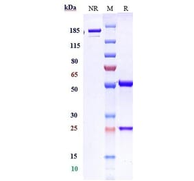SDS-PAGE - Domvanalimab Biosimilar - Anti-TIGIT Antibody - Low endotoxin, Azide free (A323399) - Antibodies.com