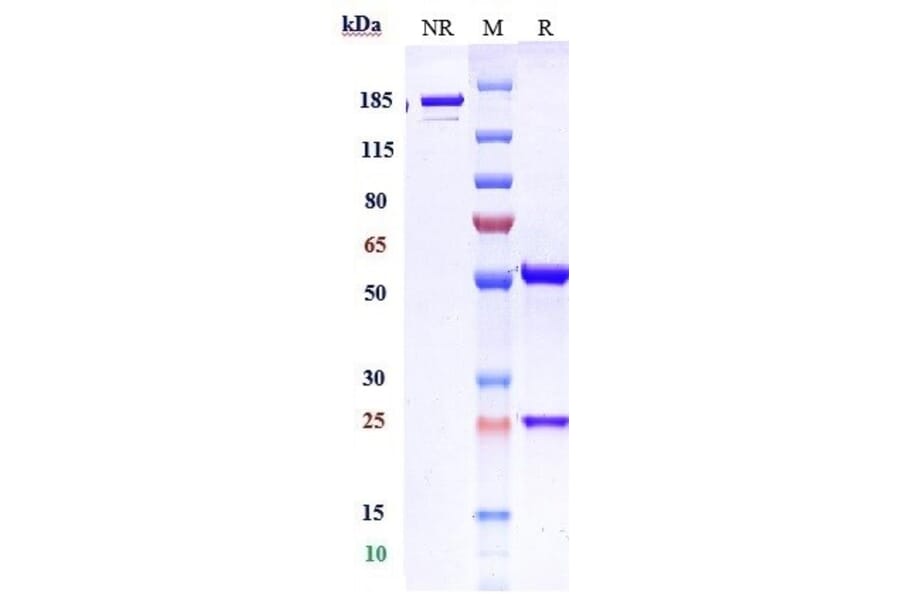 SDS-PAGE - Domvanalimab Biosimilar - Anti-TIGIT Antibody - Low endotoxin, Azide free (A323399) - Antibodies.com
