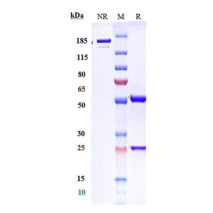 SDS-PAGE - Domvanalimab Biosimilar - Anti-TIGIT Antibody - Low endotoxin, Azide free (A323399) - Antibodies.com