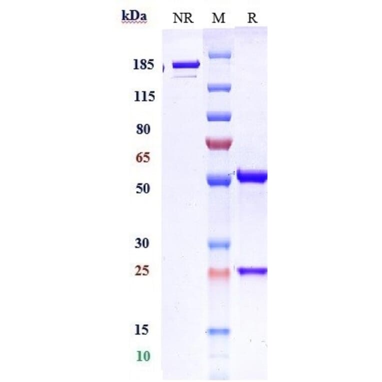 SDS-PAGE - Domvanalimab Biosimilar - Anti-TIGIT Antibody - Low endotoxin, Azide free (A323399) - Antibodies.com