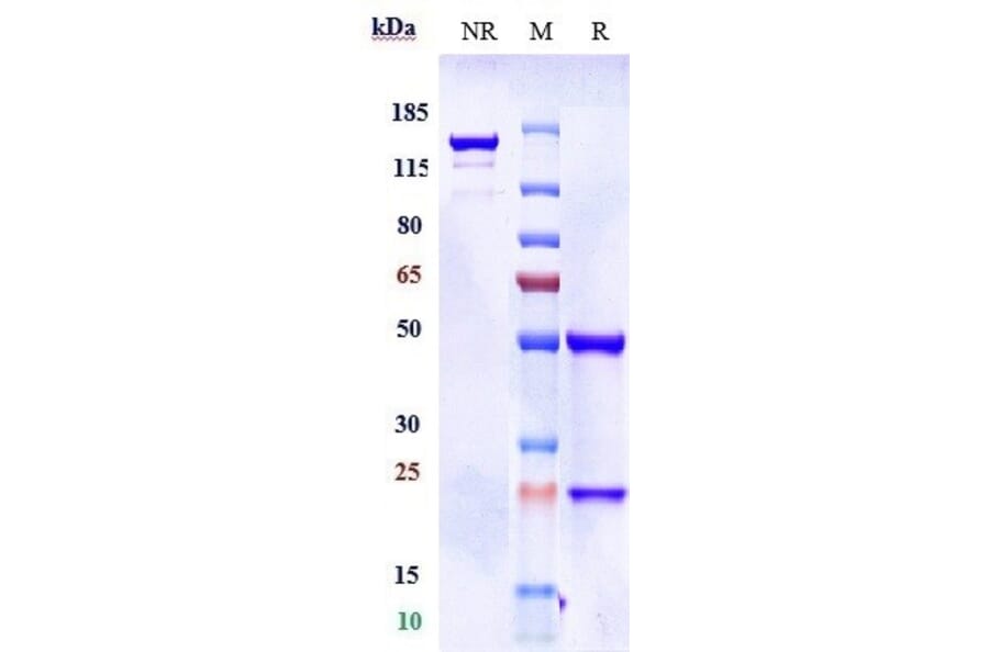 SDS-PAGE - Donanemab Biosimilar - Anti-beta Amyloid Antibody - Low endotoxin, Azide free (A323400) - Antibodies.com
