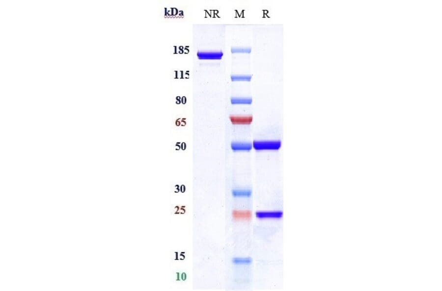 SDS-PAGE - Dostarlimab Biosimilar - Anti-PD1 Antibody - Low endotoxin, Azide free (A323401) - Antibodies.com