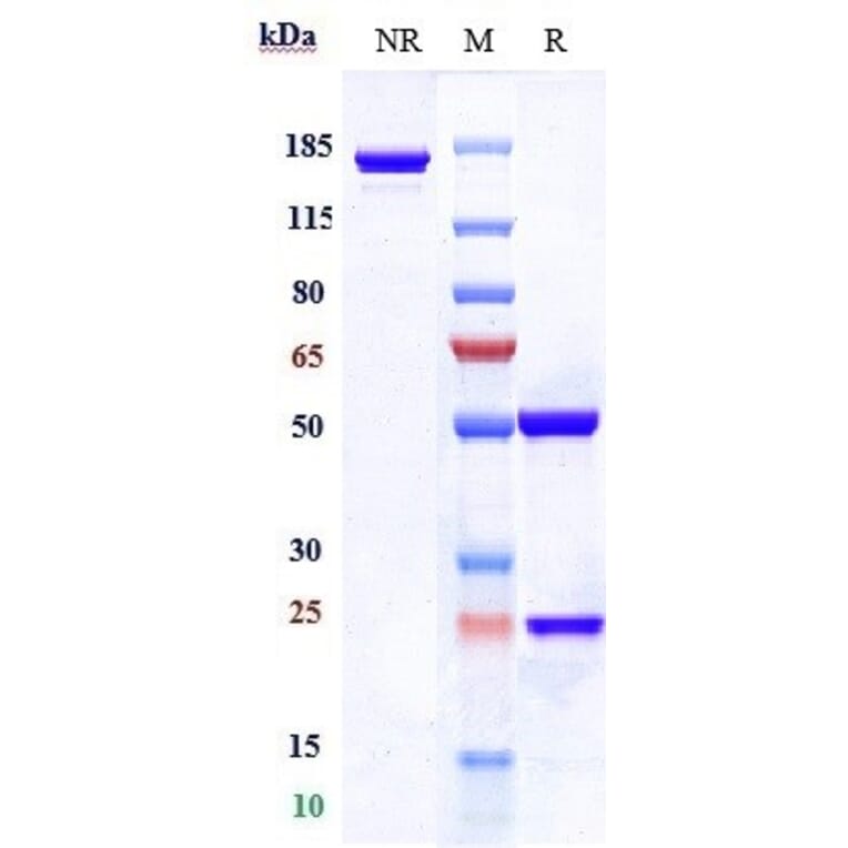 SDS-PAGE - Dostarlimab Biosimilar - Anti-PD1 Antibody - Low endotoxin, Azide free (A323401) - Antibodies.com