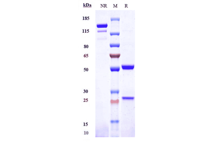 SDS-PAGE - Drozitumab Biosimilar - Anti-DR5 Antibody - Low endotoxin, Azide free (A323402) - Antibodies.com